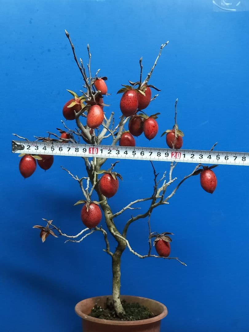老爺柿 (仮名：紅太公)雌の木 ロウヤガキ メス木 盆栽 (Y)