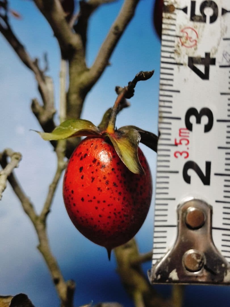 老爺柿 (仮名：紅太公)雌の木 ロウヤガキ メス木 盆栽 (Y)