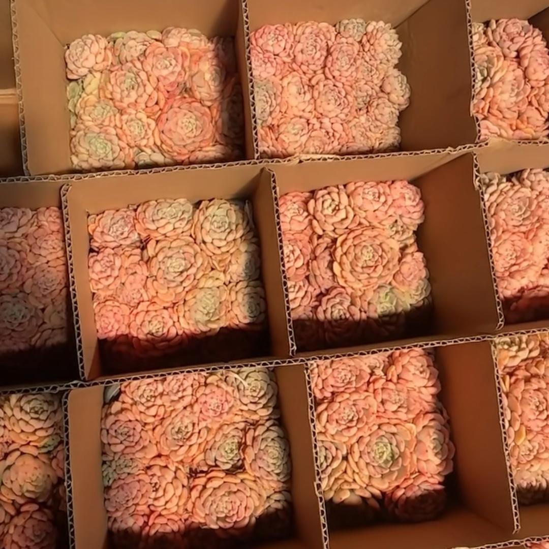 Top【選抜株】多肉植物　25294マッチメーカー　10個　鉢無し/脱土