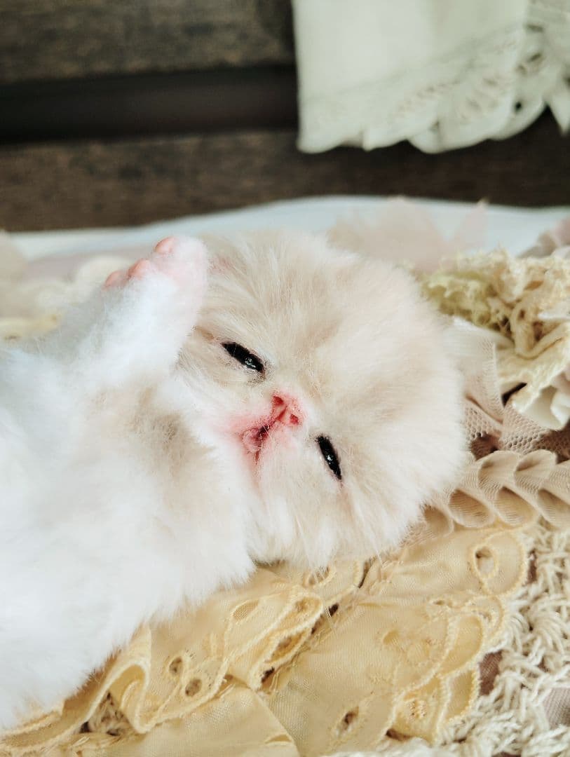 生後7日♡オメメ開いたよ♡エキゾ子猫ちゃん♡おねんねマットセット♡アートドール♡