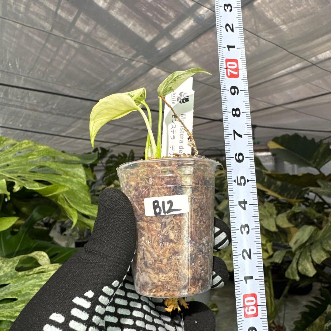 B12モンステラ　デリシオーサ　ミント斑入り　2寸ポリポット　ネコポス発送