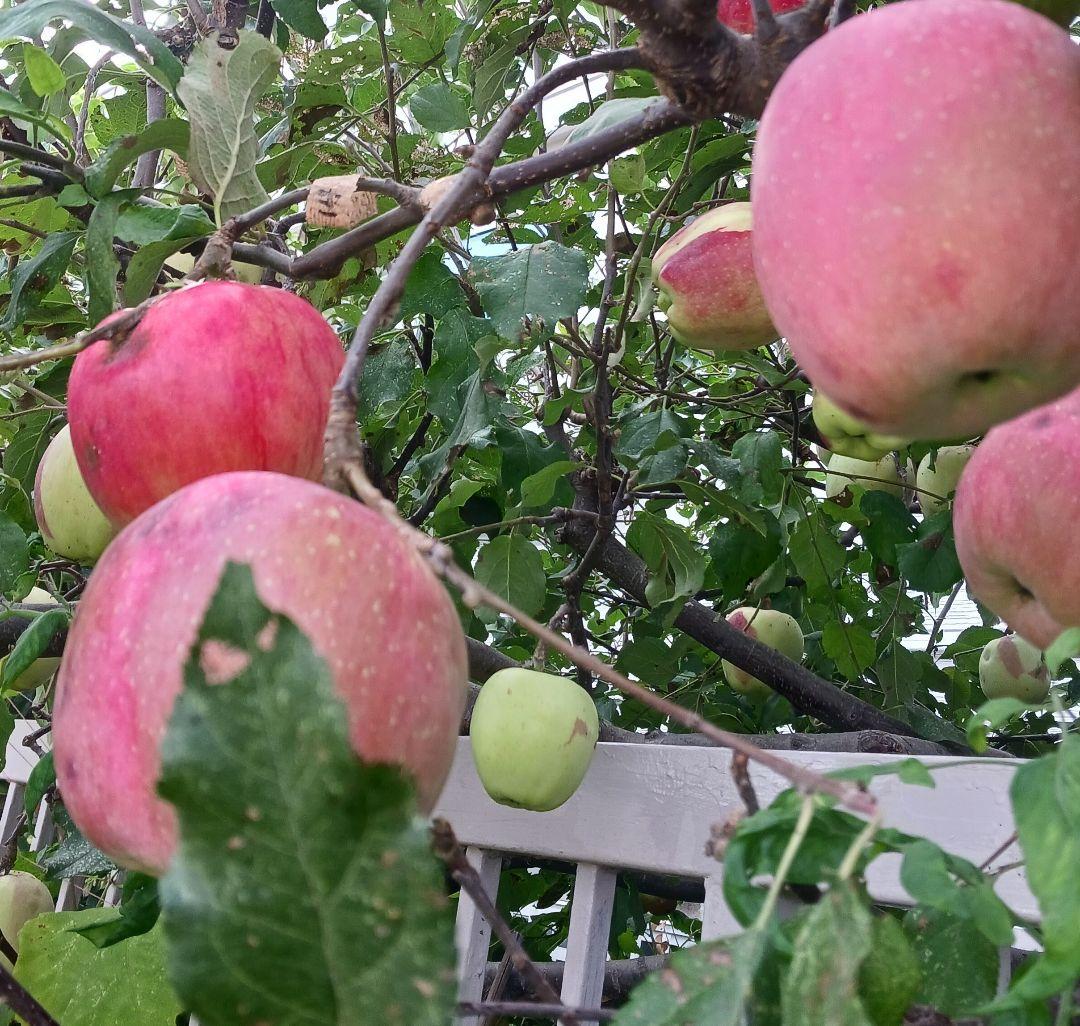 オーダー専用のページです～ちばちゃんの安心♡元気な 果樹の枝、野菜の種・苗