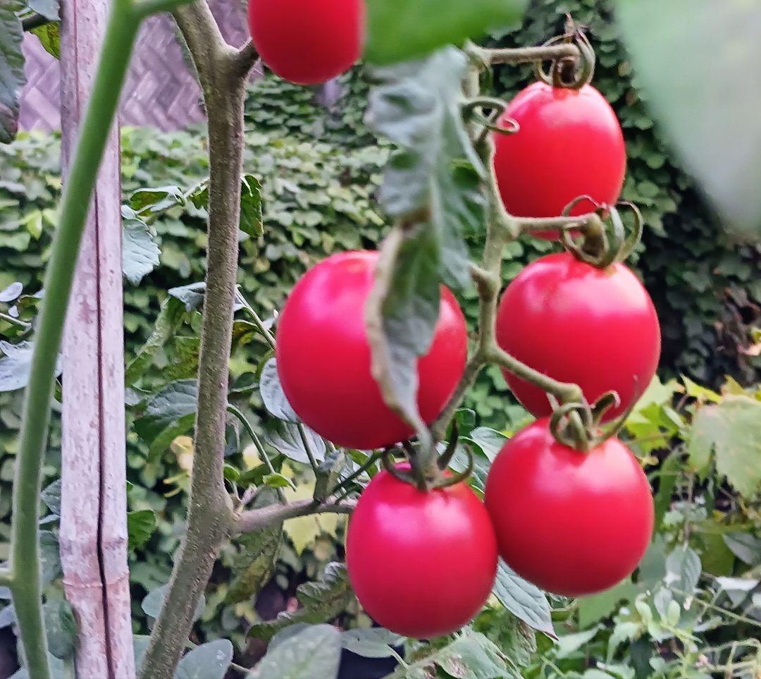 オーダー専用のページです～ちばちゃんの安心♡元気な 果樹の枝、野菜の種・苗
