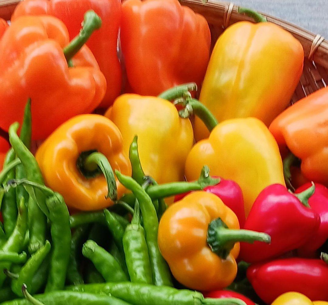 オーダー専用のページです～ちばちゃんの安心♡元気な 果樹の枝、野菜の種・苗