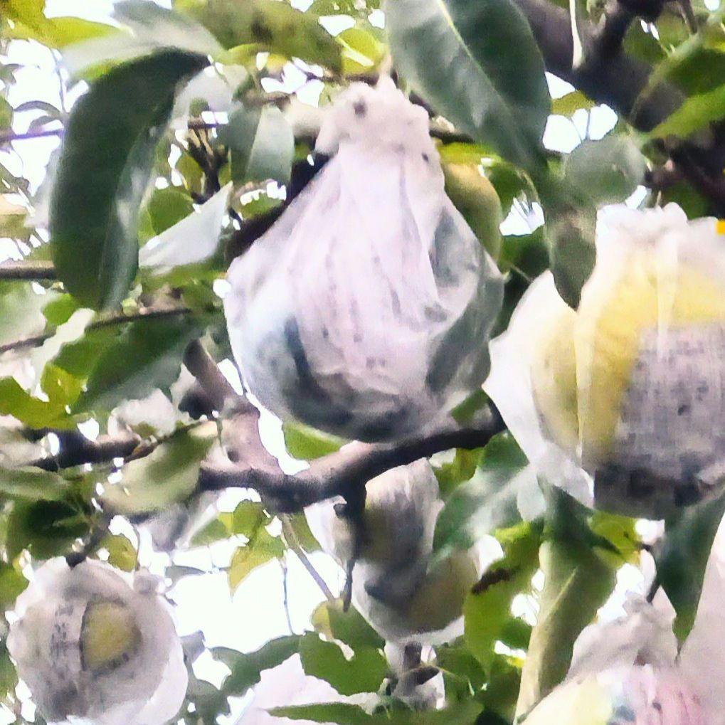 オーダー専用のページです～ちばちゃんの安心♡元気な 果樹の枝、野菜の種・苗