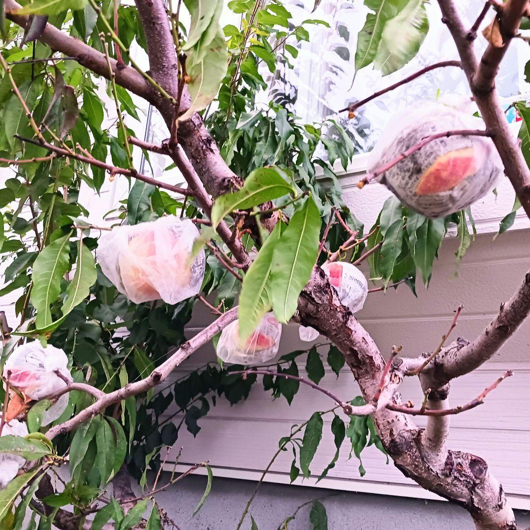 オーダー専用のページです～ちばちゃんの安心♡元気な 果樹の枝、野菜の種・苗