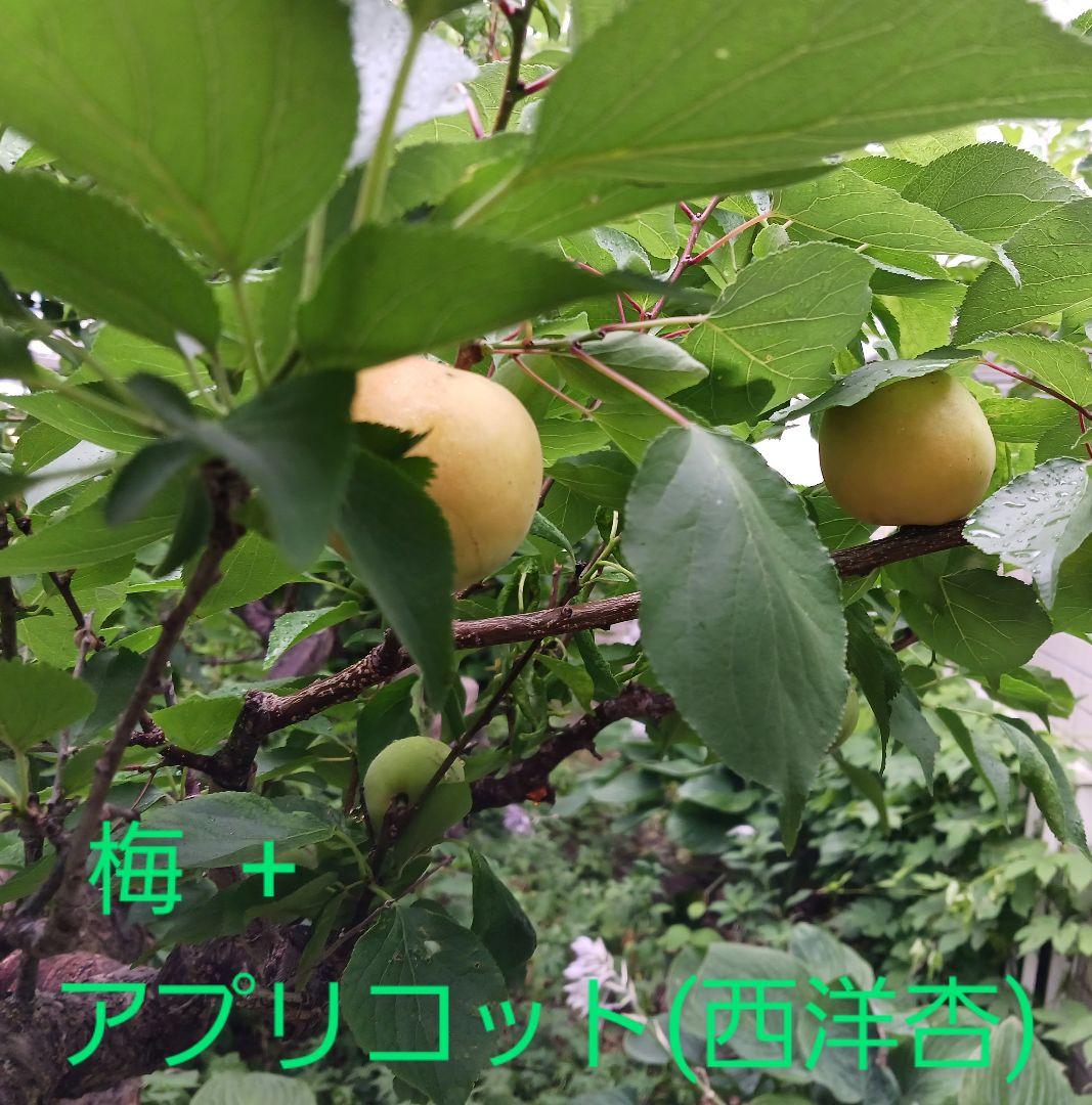 オーダー専用のページです～ちばちゃんの安心♡元気な 果樹の枝、野菜の種・苗