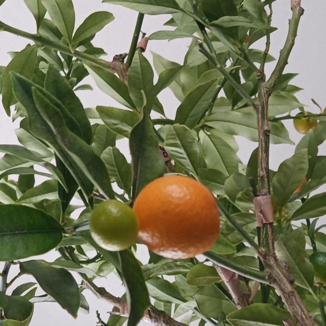 オーダー専用のページです～ちばちゃんの安心♡元気な 果樹の枝、野菜の種・苗