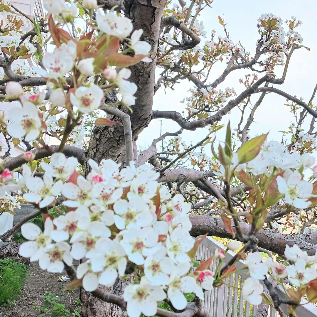 オーダー専用のページです～ちばちゃんの安心♡元気な 果樹の枝、野菜の種・苗