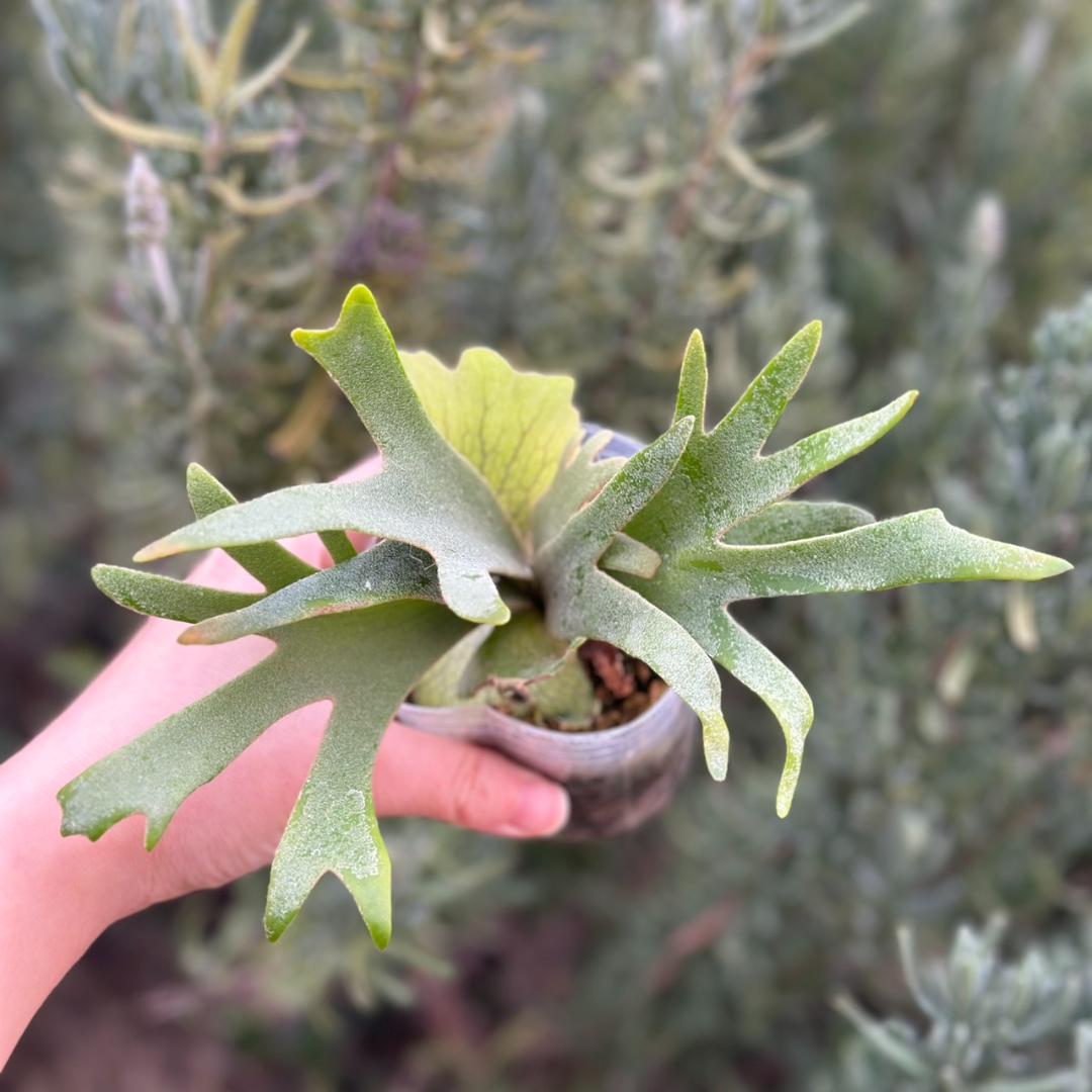 P.willinckii ’Nano’ spore 4320