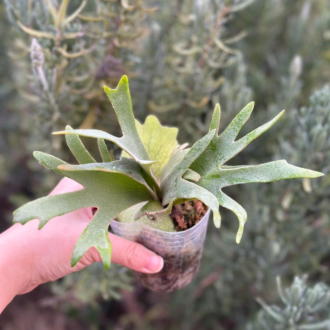 P.willinckii ’Nano’ spore 4320