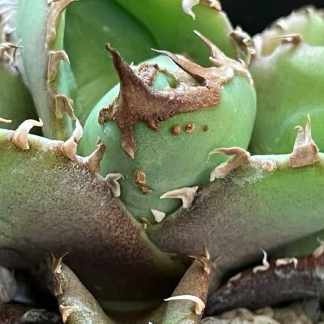 速達【鉢ごと発送】①ぶつぶつ　活着済み　アガべ　チタノタ　鰐亀　ワニガメ　TC