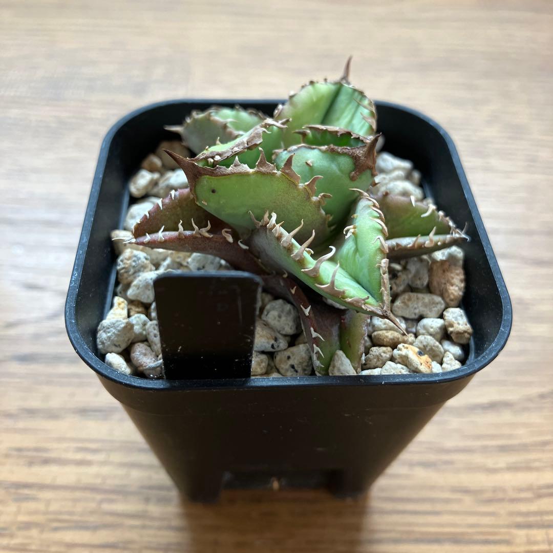 速達【鉢ごと発送】①ぶつぶつ　活着済み　アガべ　チタノタ　鰐亀　ワニガメ　TC