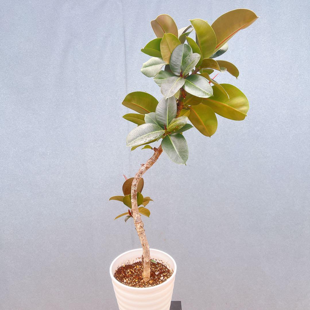 現品　フィカス　ゴムの木　ソフィア　2番　フィカスソフィア　観葉植物　インテリア