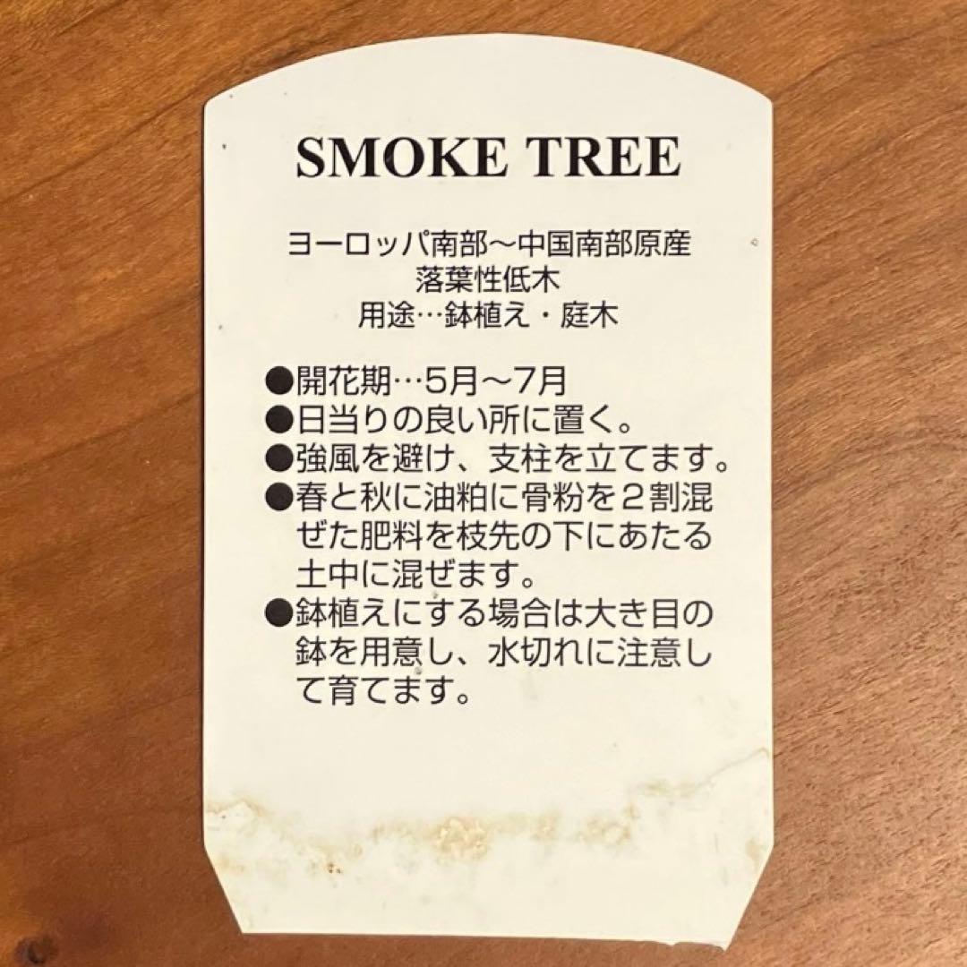 3年以上の充実株♪ 庭木 スモークツリー ピンクパール 雌木 10号鉢 ラベル付