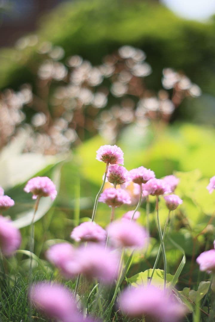 MINOLTA MC ROKKOR-PF 50mm F1.7 【美品】