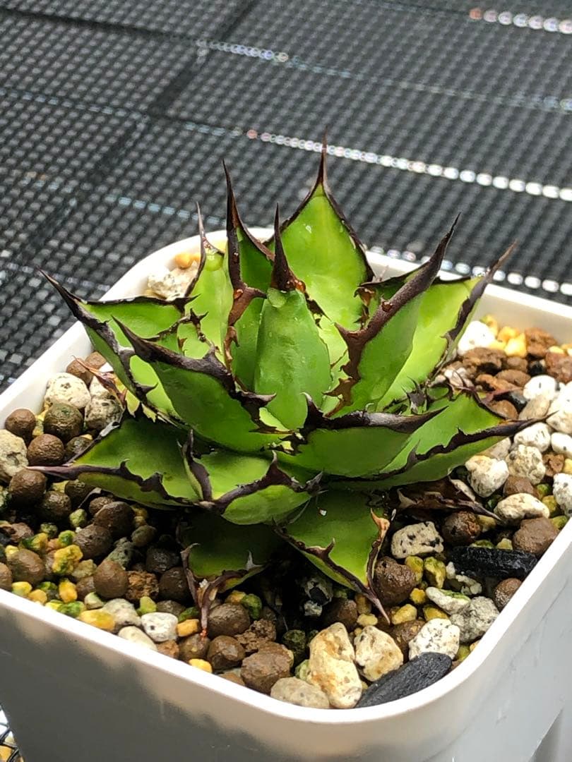 アガベ　ホリダ　コンパクトタイプ　子株