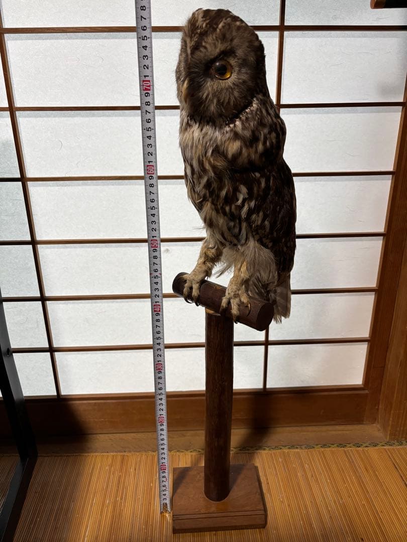 キンメフクロウの置物 木製スタンド付き 約40cm