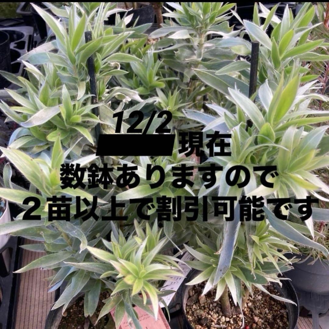 ③ஐ光るシルバーリーフ*ஐリューカデンドロン・苗木【シルバーアフリカーナ】６号