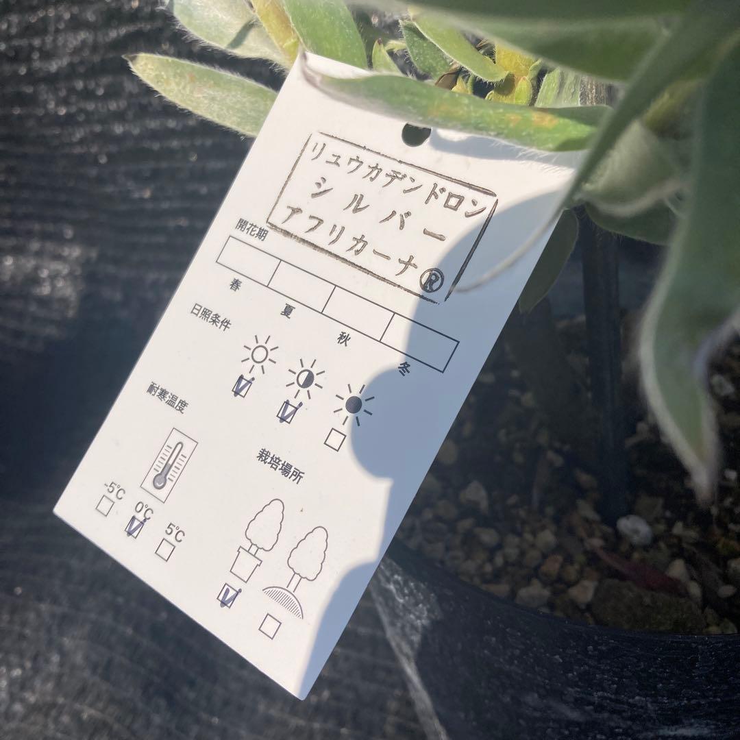 ③ஐ光るシルバーリーフ*ஐリューカデンドロン・苗木【シルバーアフリカーナ】６号