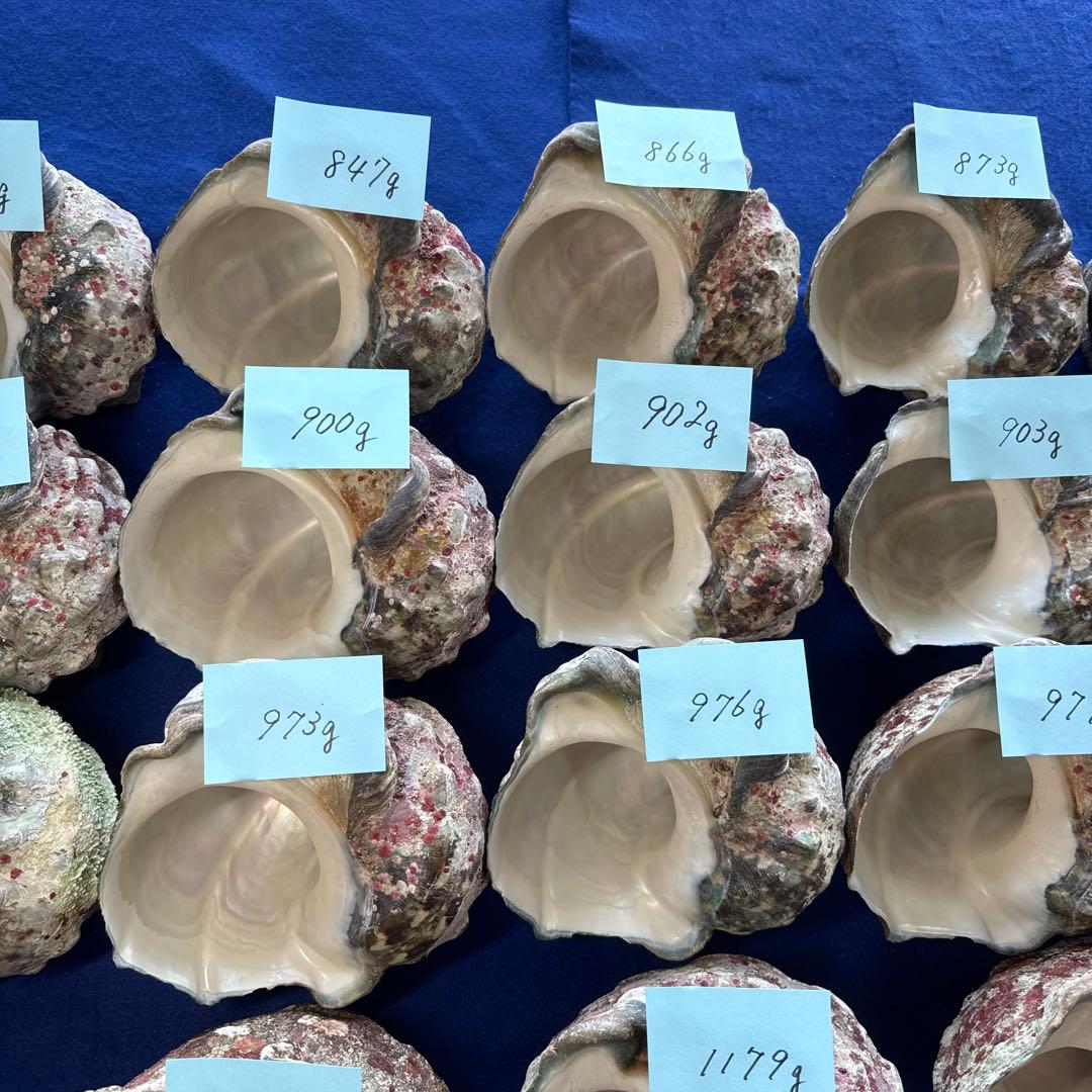 夜光貝　ヤコウ貝　まとめ売り　18個　17、3kg アクセサリー　ルアー