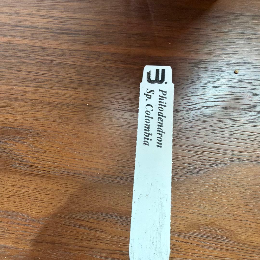 フィロデンドロン sp.コロンビア