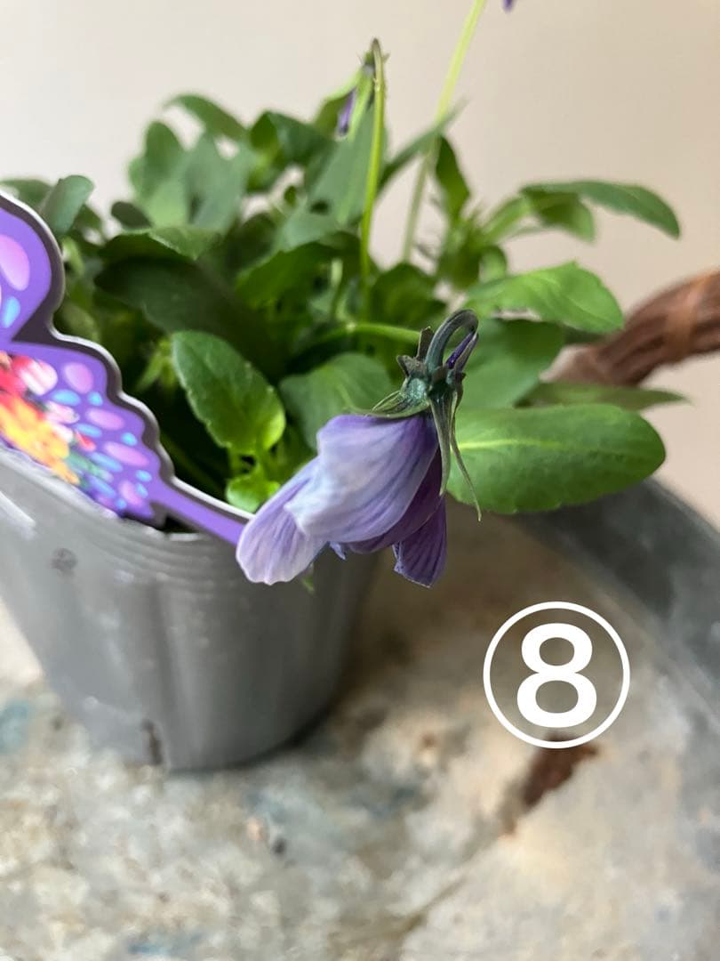 ロカハーツ　ホルシス④ポット苗、その他