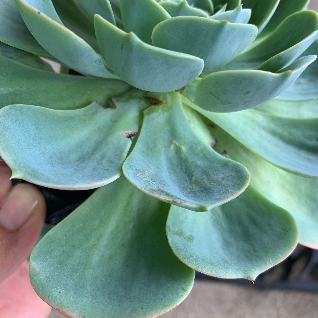 七福神　エケベリア　多肉植物