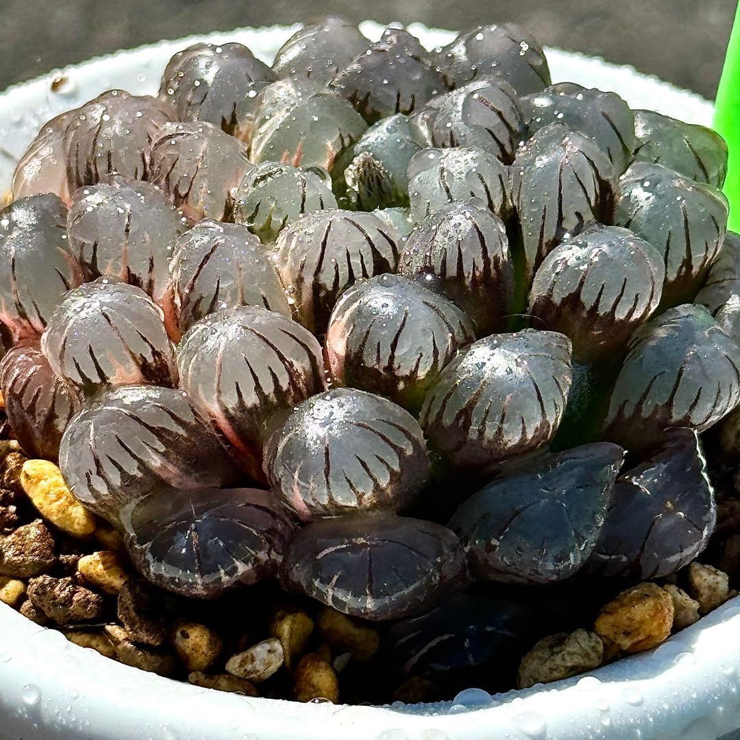 り*こ様 ドドソンオブツーサ錦　親株　超美株　ハオルチア　観葉植物　27