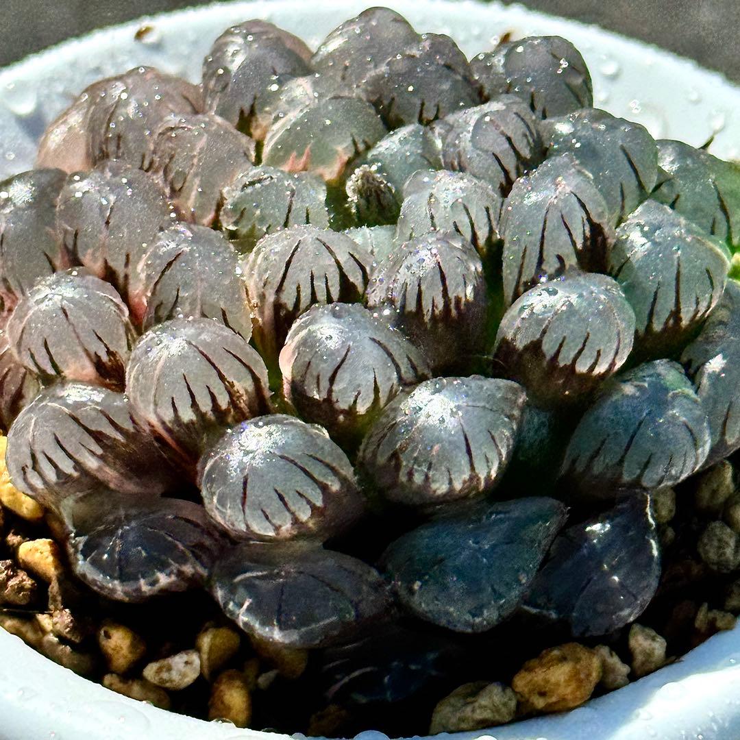 り*こ様 ドドソンオブツーサ錦　親株　超美株　ハオルチア　観葉植物　27