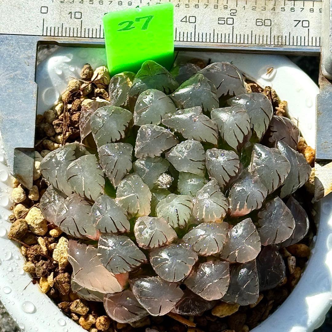 り*こ様 ドドソンオブツーサ錦　親株　超美株　ハオルチア　観葉植物　27