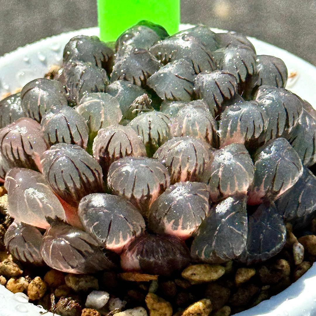 り*こ様 ドドソンオブツーサ錦　親株　超美株　ハオルチア　観葉植物　27