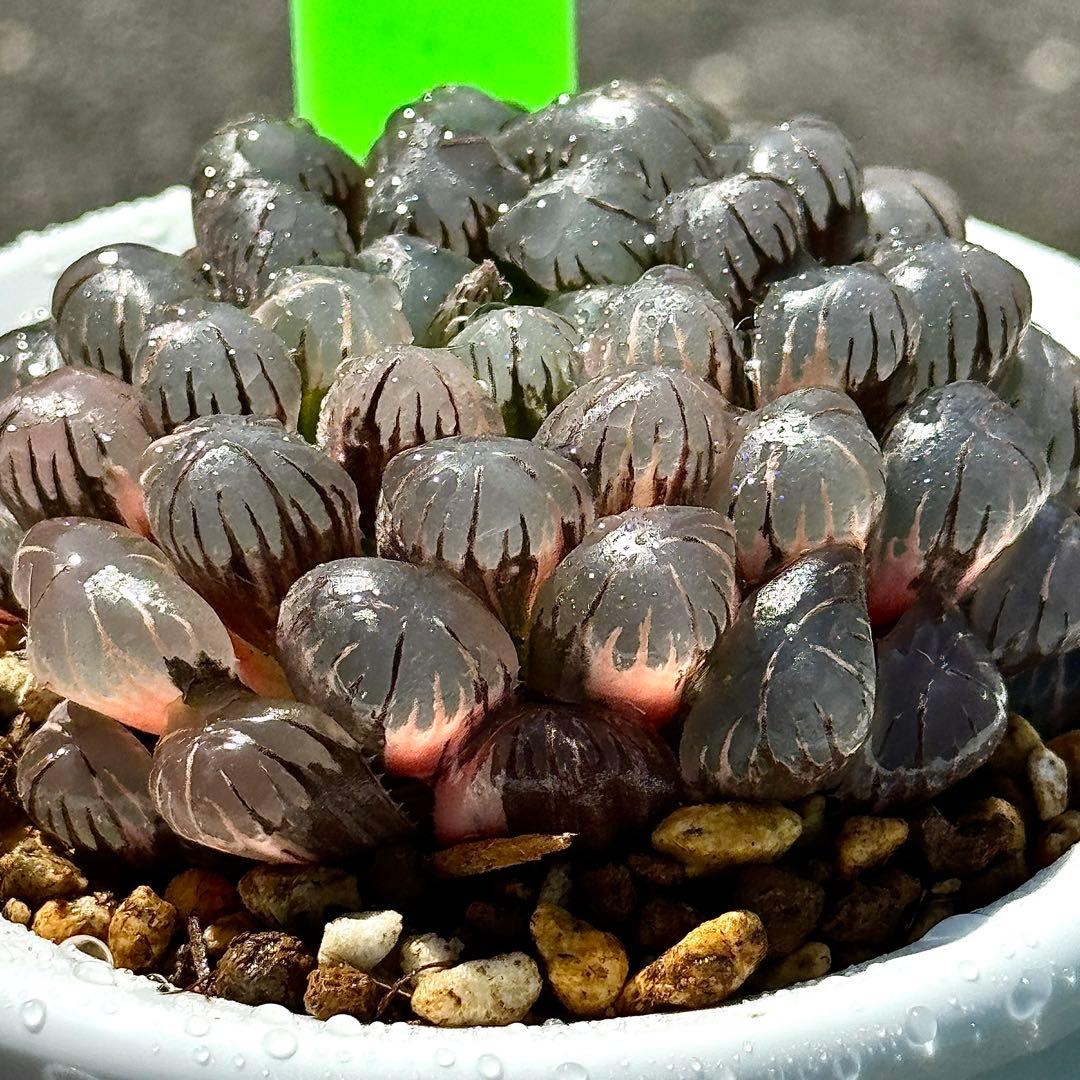 り*こ様 ドドソンオブツーサ錦　親株　超美株　ハオルチア　観葉植物　27