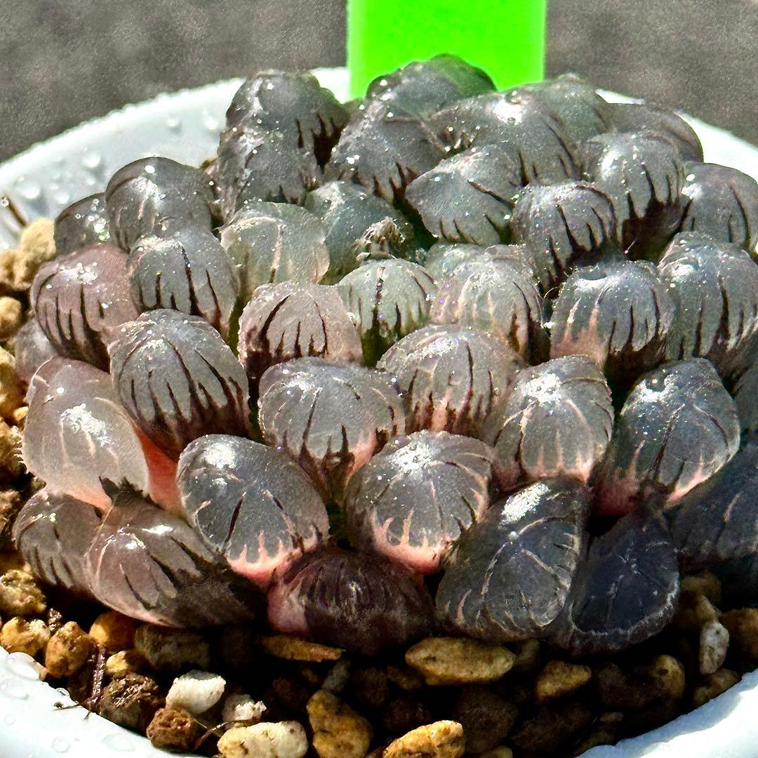 り*こ様 ドドソンオブツーサ錦　親株　超美株　ハオルチア　観葉植物　27