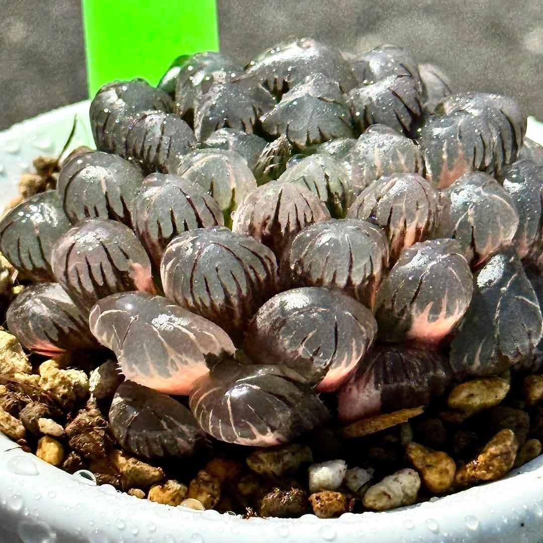 り*こ様 ドドソンオブツーサ錦　親株　超美株　ハオルチア　観葉植物　27