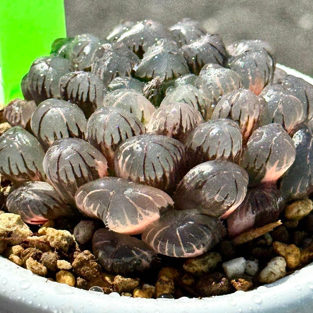 り*こ様 ドドソンオブツーサ錦　親株　超美株　ハオルチア　観葉植物　27