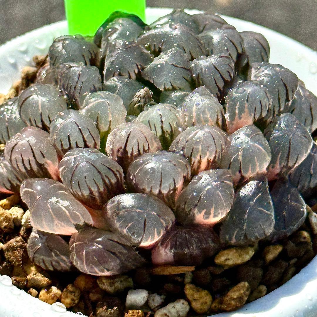 り*こ様 ドドソンオブツーサ錦　親株　超美株　ハオルチア　観葉植物　27