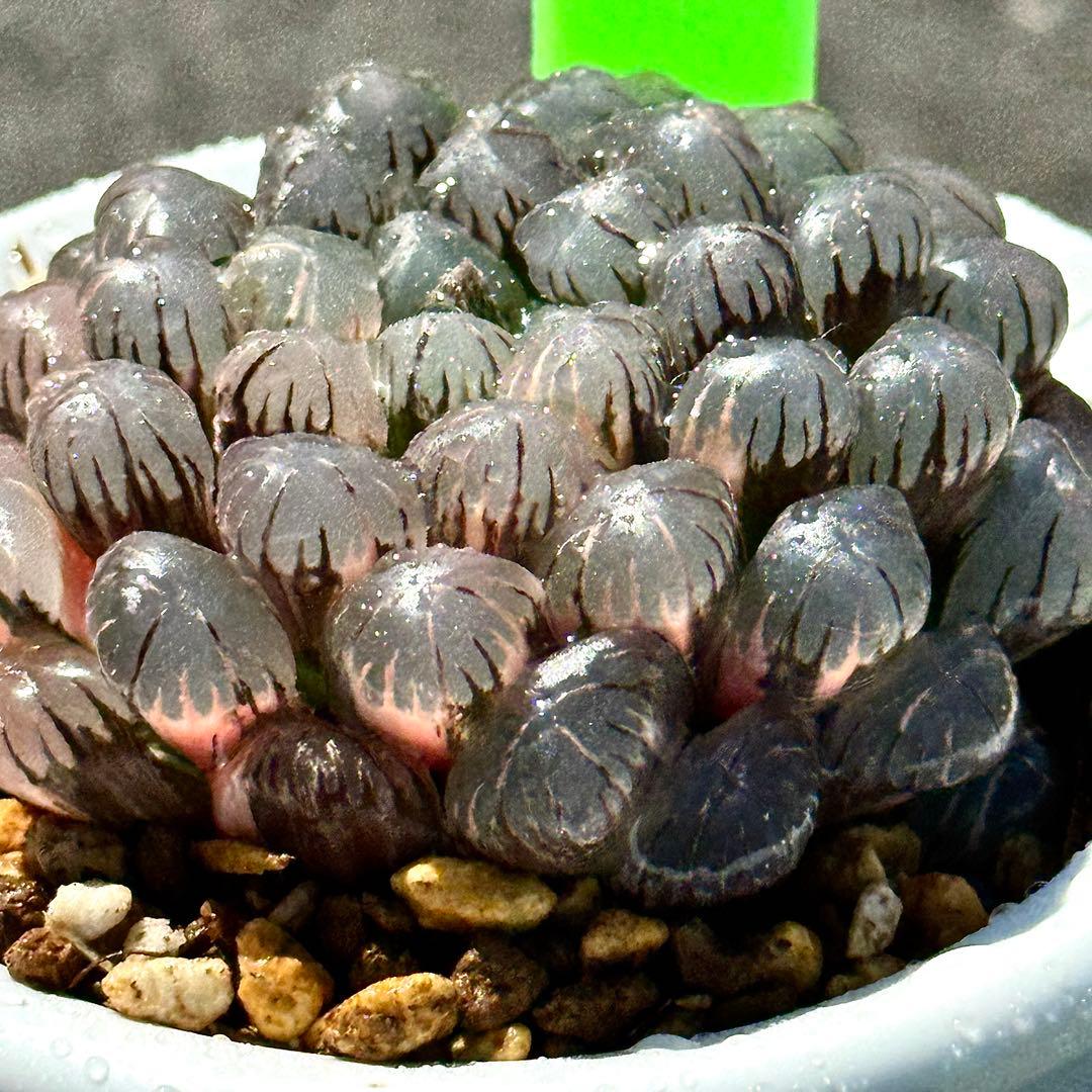 り*こ様 ドドソンオブツーサ錦　親株　超美株　ハオルチア　観葉植物　27