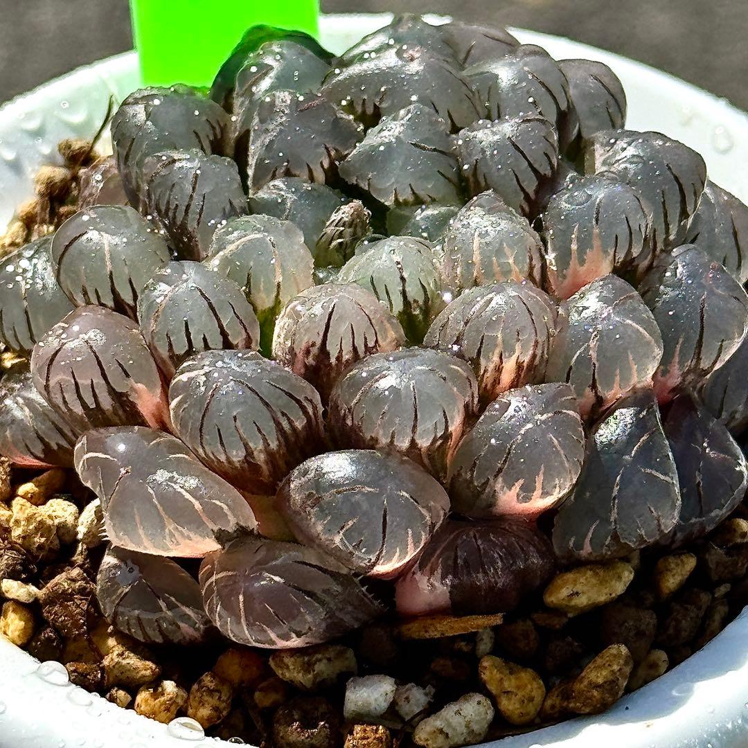 り*こ様 ドドソンオブツーサ錦　親株　超美株　ハオルチア　観葉植物　27