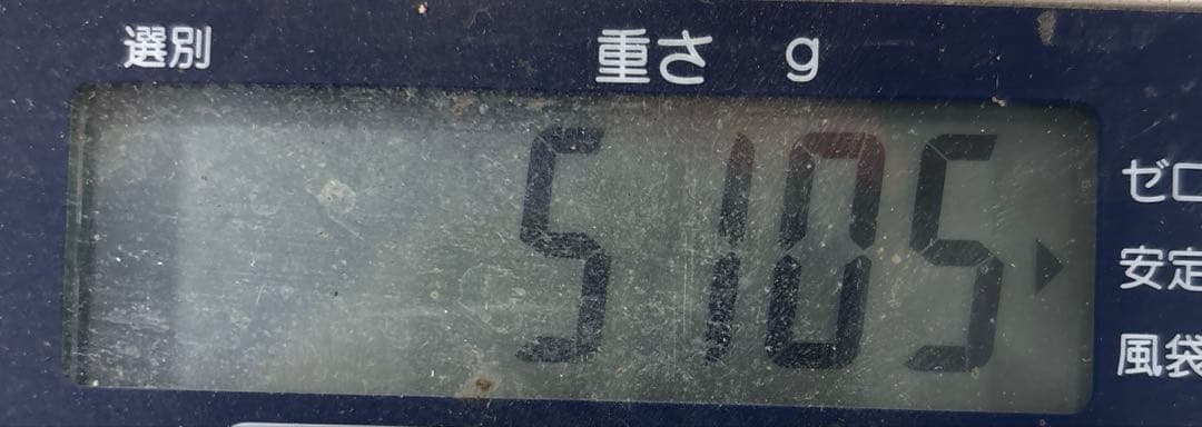 摘果マンゴー　5.1kg