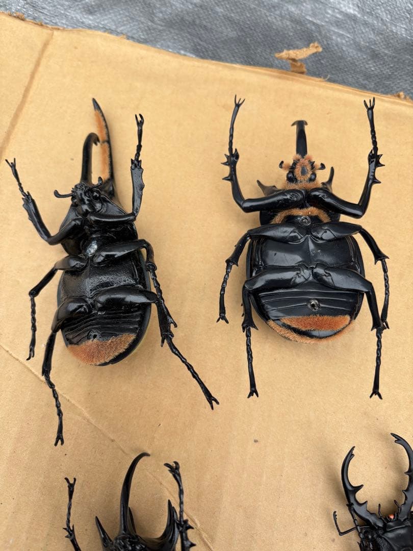 昆虫フィギュアセット 全　9種