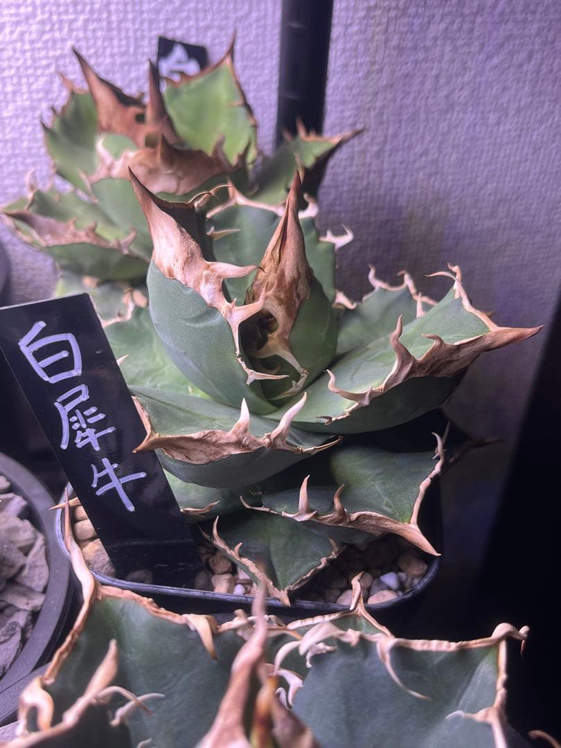 白犀牛 チタノタ アガベ 大株