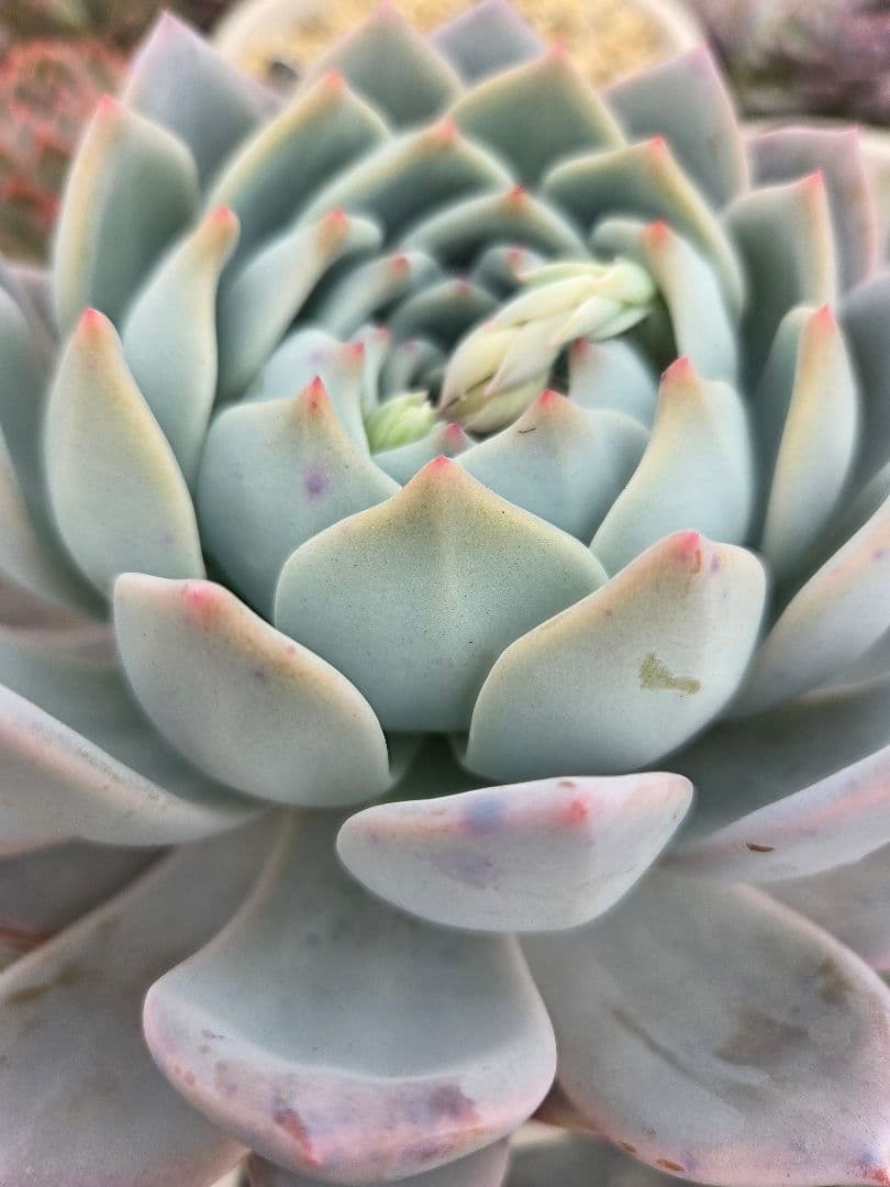 多肉植物…エケベリア♬*°特大苗！花芽付き♡まぱさん苗ラウイ×リンゼアナ
