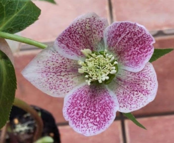 クリクマスローズ苗　ポットごと　１ポット　コンパクトボックス発送