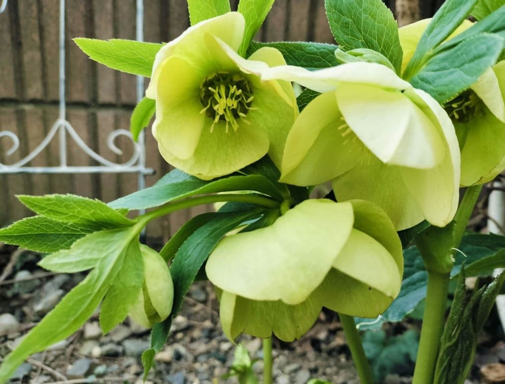 クリクマスローズ苗　ポットごと　１ポット　コンパクトボックス発送