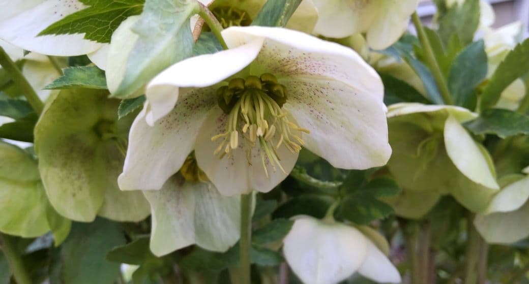 クリクマスローズ苗　ポットごと　１ポット　コンパクトボックス発送