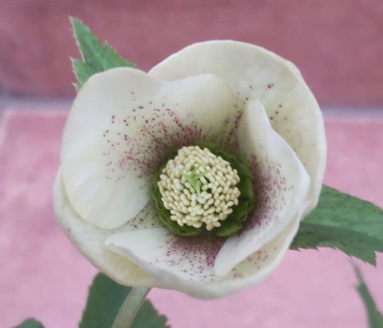 クリクマスローズ苗　ポットごと　１ポット　コンパクトボックス発送