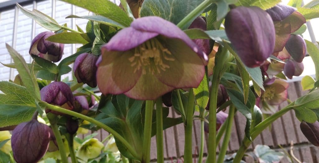 クリクマスローズ苗　ポットごと　１ポット　コンパクトボックス発送