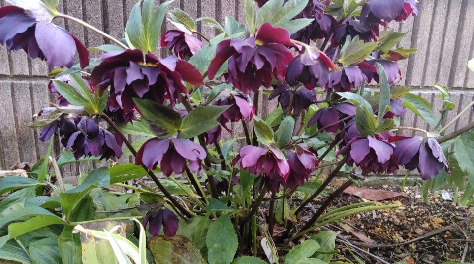 クリクマスローズ苗　ポットごと　１ポット　コンパクトボックス発送