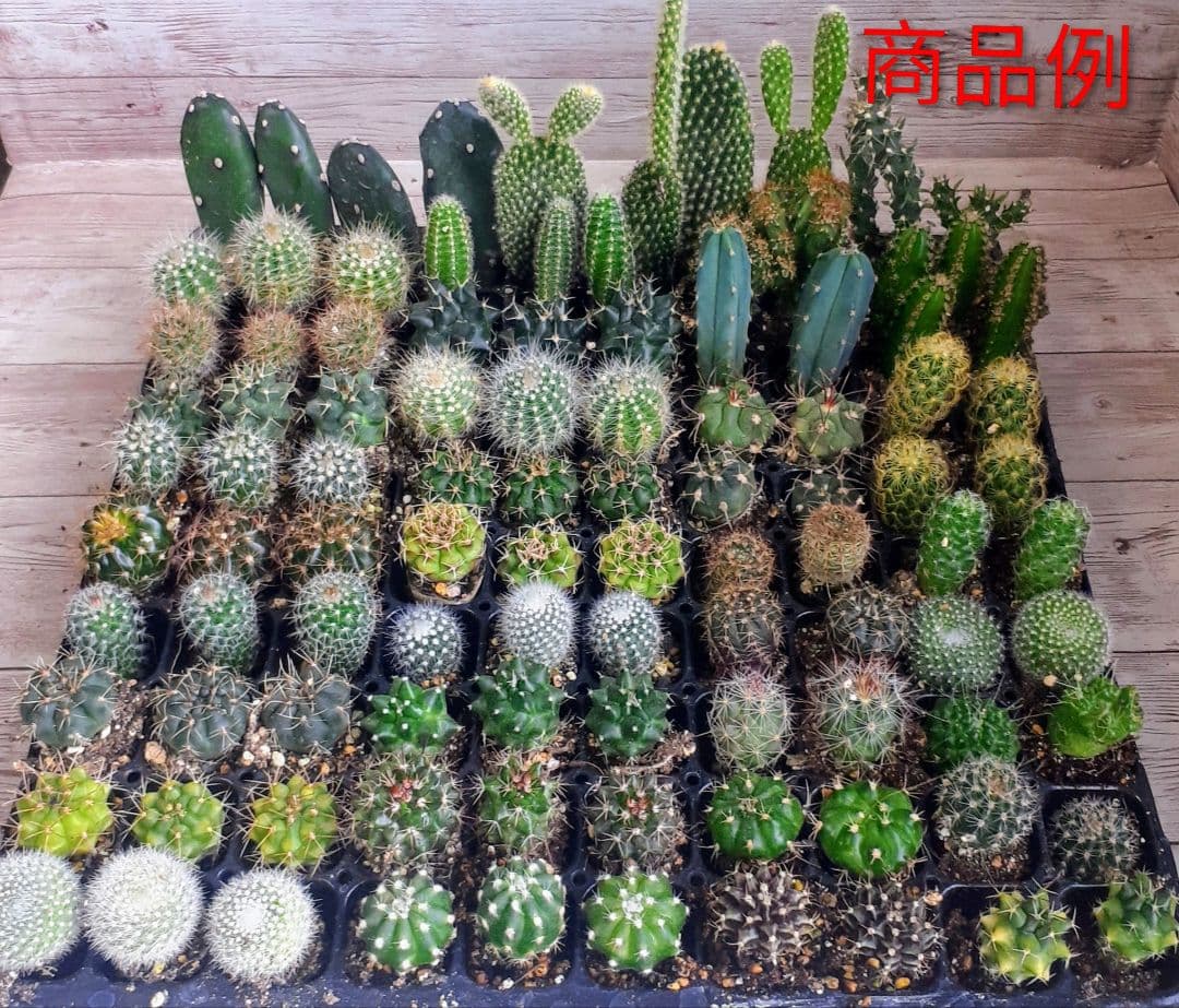 多肉植物　ミニサボテン　抜き苗　おまかせ　100個　※発送 1/6以降
